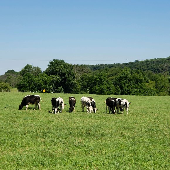 Image for (+/-) 144 Acre Farm Auction - Berks County