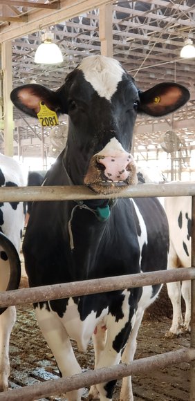 Image for (+/-) 144 Acre Farm Auction - Berks County