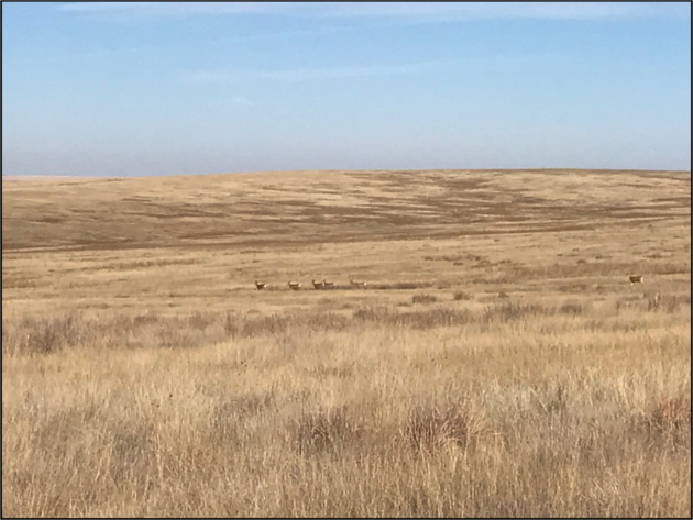 Image for CHRISTINE A. GRAVESEN AUCTION  - SUCCESSFUL AUCTION - SOLD $257,000.00