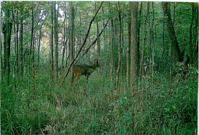 Image for Approximately 160 acres on Nature Rd, Section 15 Town of Matteson, Waupaca County.