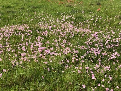 Image for 842 Frank Vacek Lane Schulenburg 78956, Fayette County