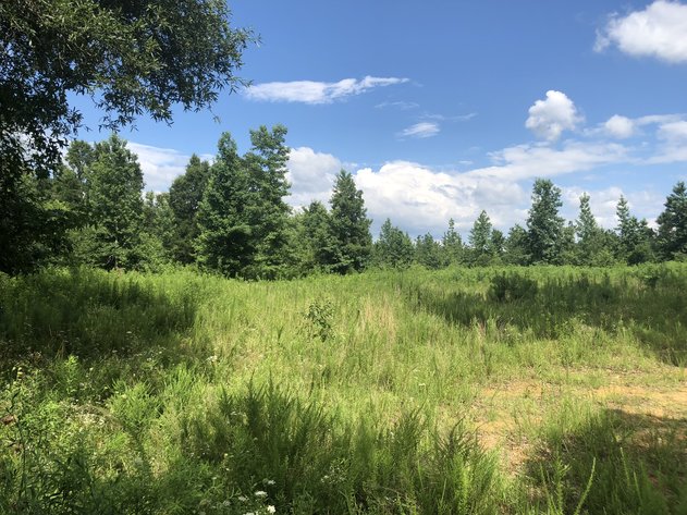 Image for LIVE AUCTION - Thursday, November 8 @ 7:00 P.M.