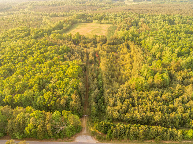 Image for 49.7 +/- Acres of Timber Land in Lunenburg County, VA--Selling to the Highest Bidder!!