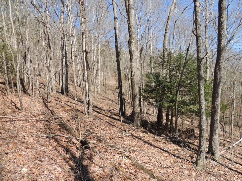 Image for 31 AC Vacant Land: Chilhowie, VA