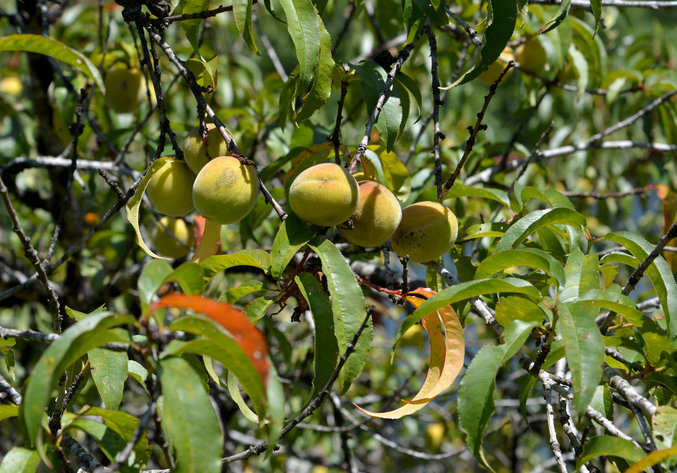 Image for 293 Shackley Lane, Drakes Branch, Va