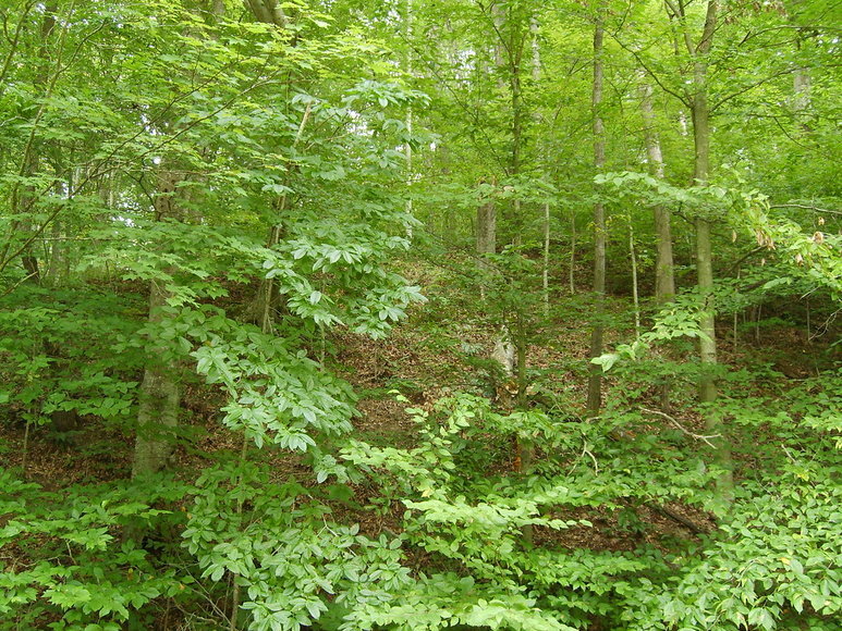 Image for 7.9 +/- Acre Wooded Parcel w/Easement Off of Crowell Lane in Culpeper, VA