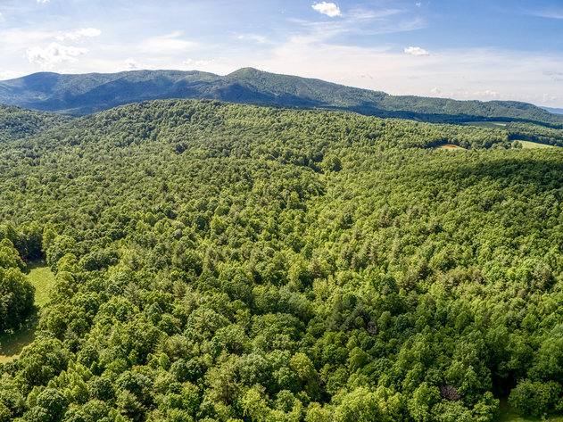 Image for 80.5 +/- Acre Timber Parcel in Patrick County, VA Only Minutes from the Blue Ridge Parkway