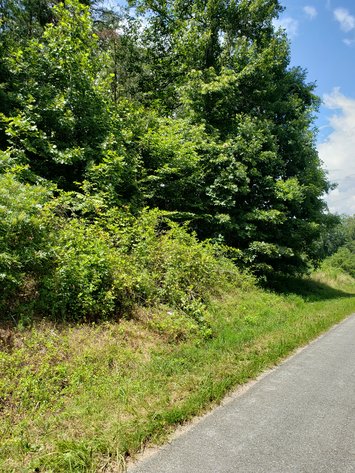 Image for Buffalo Mill Road