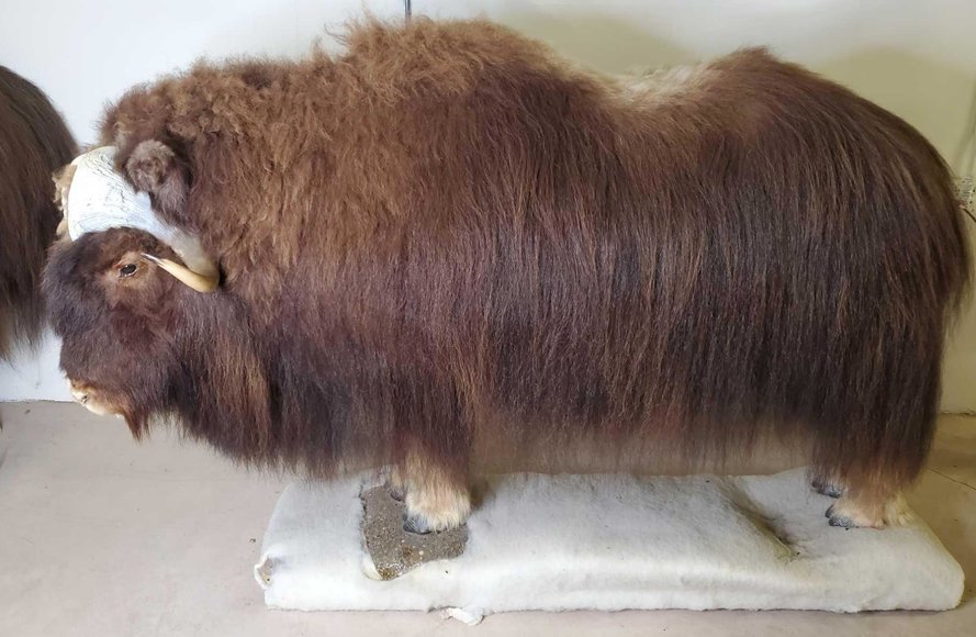 Anchor Point Wildlife Museum Auction Alaska Premier Auctions and