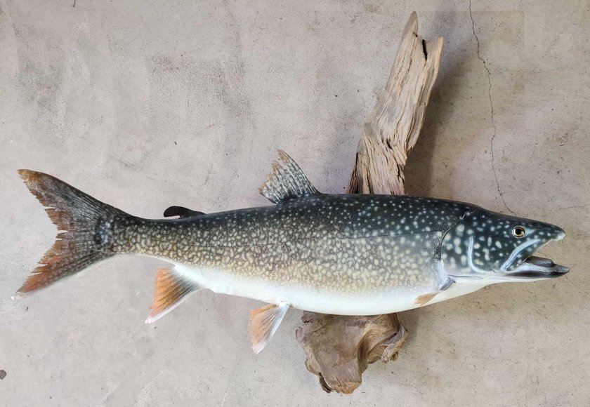 Anchor Point Wildlife Museum Auction Alaska Premier Auctions and