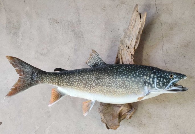 Image for Anchor Point Wildlife Museum Auction