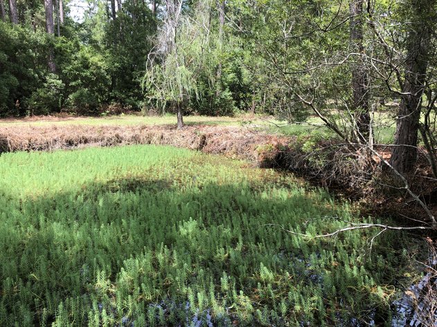 Image for September 14, 2019 - Effingham County