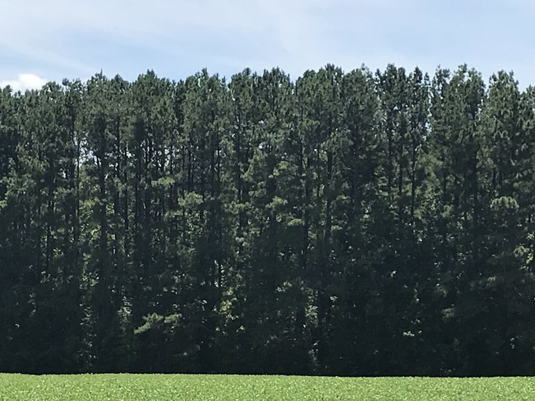 Image for 67.39 AC Sportsman's Paradise - 1034 Cherry Creek Rd., Halifax, VA 24577