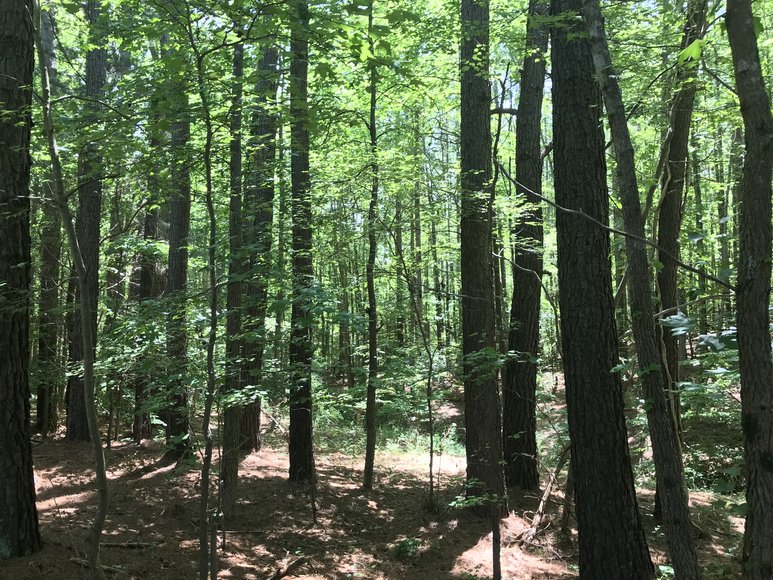 Image for 67.39 AC Sportsman's Paradise - 1034 Cherry Creek Rd., Halifax, VA 24577