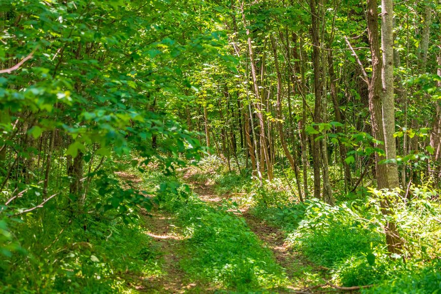 Image for 145 Acres Overlooking the New River: Draper, VA