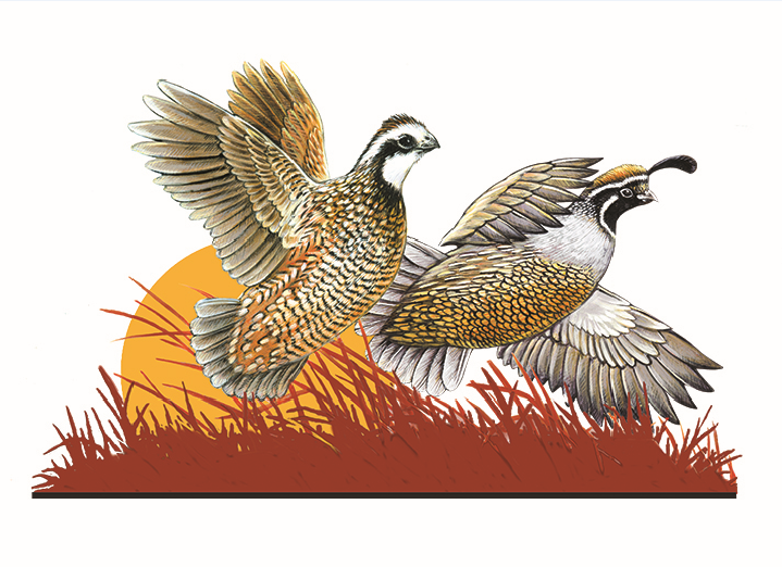 Image for Southwest Georgia Chapter Quail Forever Banquet