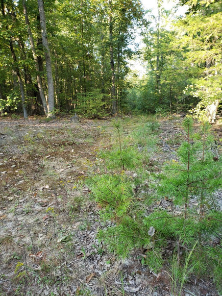 Image for Lot 4 Marysville Road