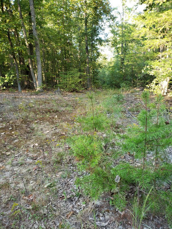 Image for Lot 4 Marysville Road