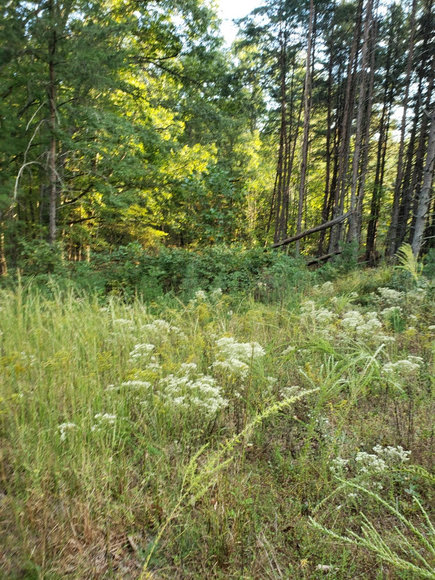 Image for Lot 4 Marysville Road