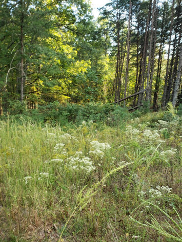 Image for Lot 4 Marysville Road