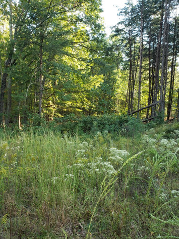 Image for Lot 4 Marysville Road