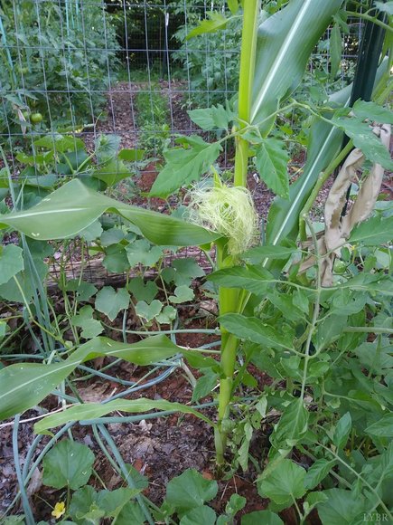 Image for 462 Jenny Lane, Appomattox , VA 24593