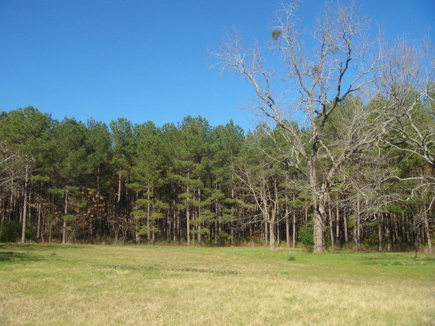 Image for LIVE AUCTION - January 25, 2020