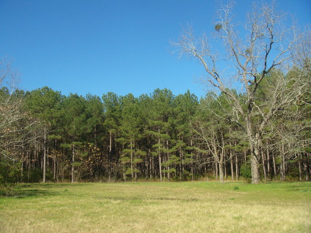 Image for LIVE AUCTION - January 25, 2020