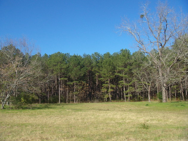 Image for LIVE AUCTION - January 25, 2020