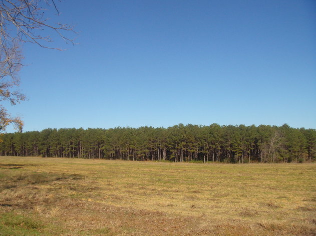 Image for LIVE AUCTION - January 25, 2020