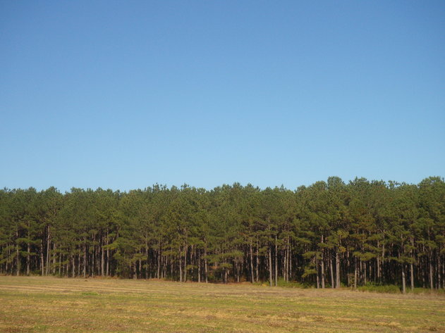 Image for LIVE AUCTION - January 25, 2020