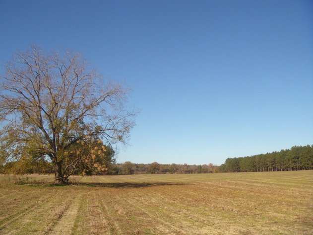 Image for LIVE AUCTION - January 25, 2020