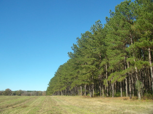 Image for LIVE AUCTION - January 25, 2020