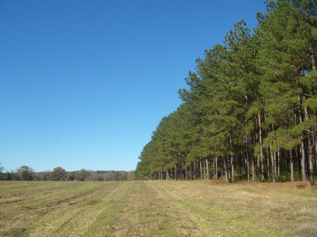 Image for LIVE AUCTION - January 25, 2020