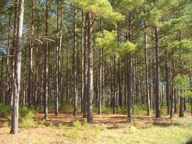 Image for LIVE AUCTION - January 25, 2020