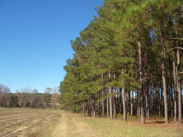 Image for LIVE AUCTION - January 25, 2020