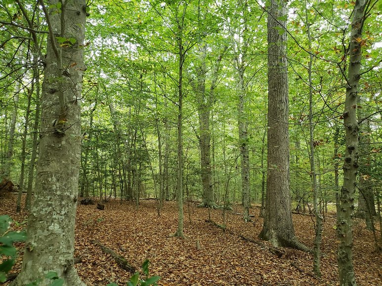 Image for 92 Wooded Acres with Stream