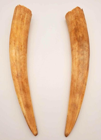 Image for Winter Discovery Online Auction