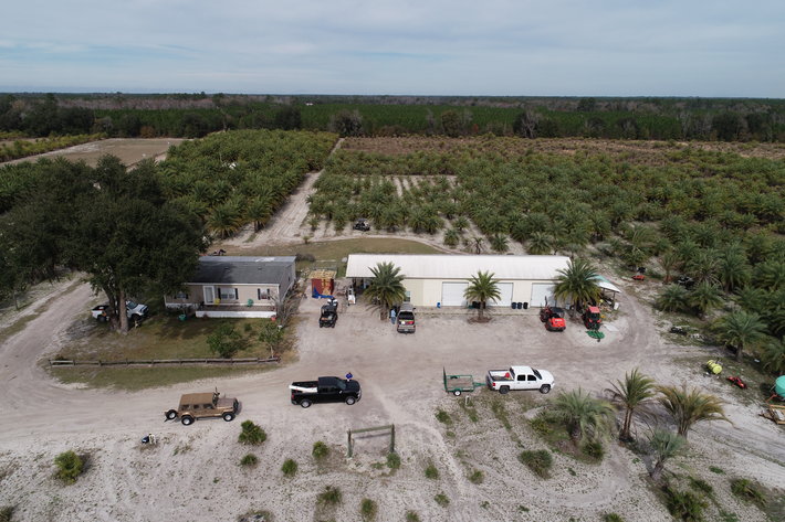 Image for Online Auction of a 90+/- Acre Palm Tree Farm in Jasper, FL