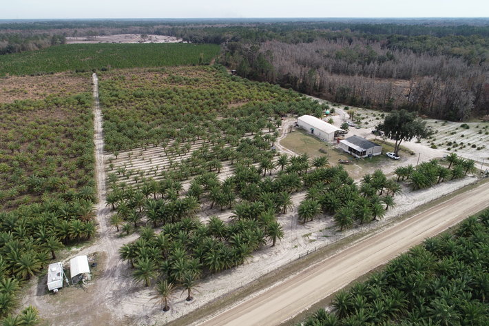 Image for Online Auction of a 90+/- Acre Palm Tree Farm in Jasper, FL