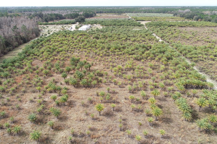 Image for Online Auction of a 90+/- Acre Palm Tree Farm in Jasper, FL