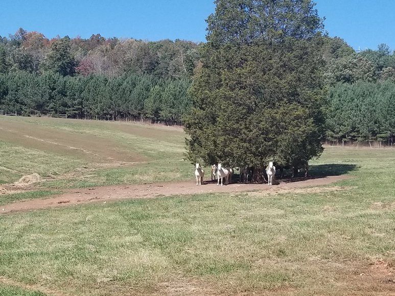 Image for Multi-Property Auction - Online Only