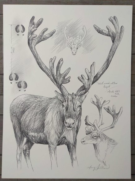 Image for Doug Lindstrand Original Sketch Collection Auction