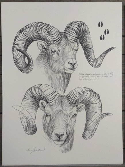 Image for Doug Lindstrand Original Sketch Collection Auction