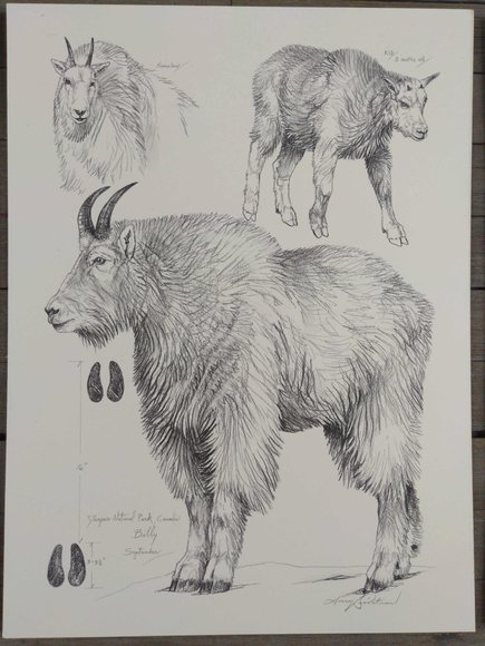 Image for Doug Lindstrand Original Sketch Collection Auction