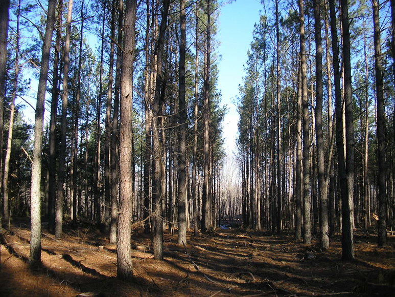 Image for 25 Acres in Prince Edward