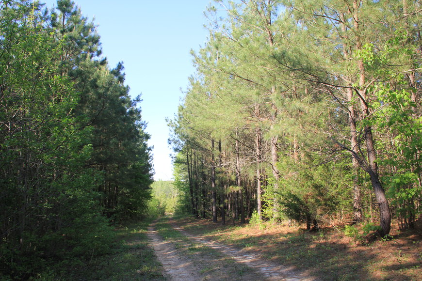 Image for 177 Acres of Professionally Managed Timber