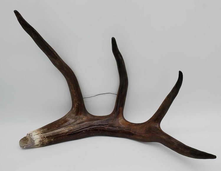 Image for Leap Year Auction