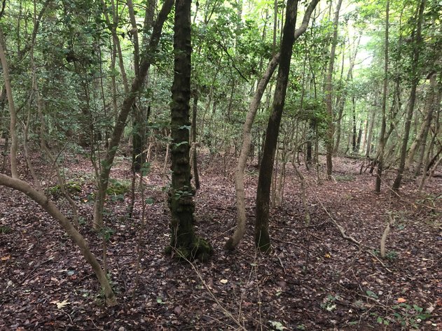 Image for Hwy 16 Acreage -  Taylorsville