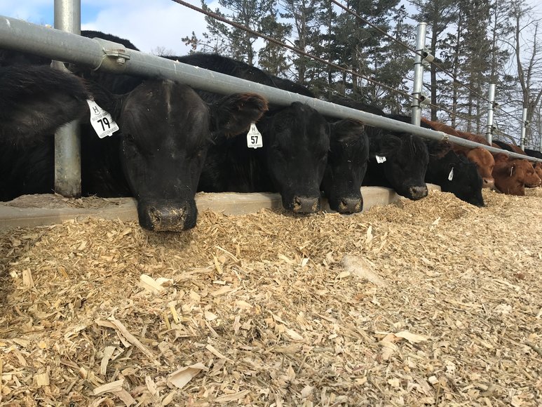 Image for Build Your Herd - Black, Red & Sim Angus - Haugestuen Ranches